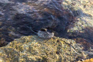 Gorgeous close up view of sea creature on big stone in water. Beautiful nature backgrounds.