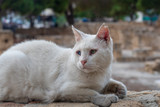 Fototapeta Koty - White Cypriot cat with heterochromia (eyes of different colors) lives near the church.