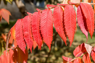 Wall Mural - Red leaves of a sumac plant in nature