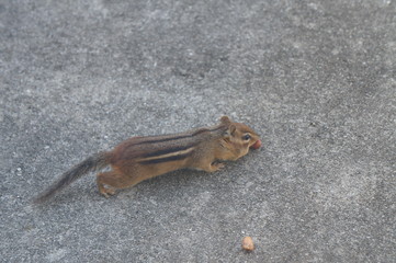 chipmunk