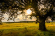 © JuanFrancisco - tree and wheat field in a sunset