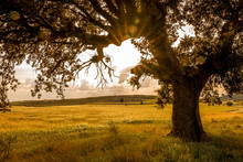  Tree And Wheat Field In A Sunset