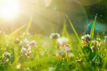 Wall Mural - art spring natural green background, clover flowers with bokeh cirlce and sunlight