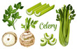 Organic farm bio celery leaf, stem and tuber root