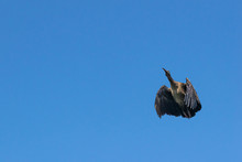 Hadeda Ibis (Bostrychia Hagedash) Bird In Flight