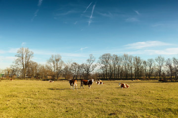 Canvas Print - Cows grazing on pasture.Autumn scene