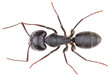 Large, black carpenter ant Camponotus vagus isolated on white background. Dorsal view of black ant.