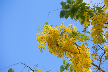 yellow branch of a tree