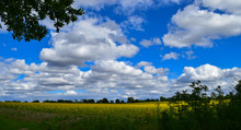 Field Of Yellow Goldenrod Under Blue Sky With Clouds