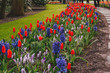Wonderful field of purple tulips in park in the Netherlands