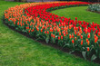 Wonderful field of red and yellow tulips in park in the Netherlands