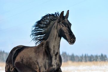 Wall Mural - Friesian horse portrait on blue winter sky