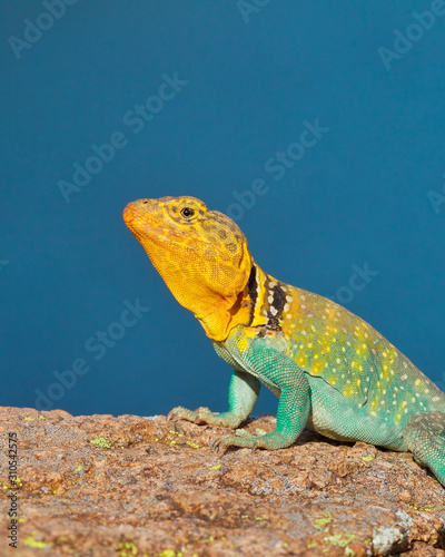 Collared Lizard A Particularly Colorful Male Photographed In The Wild During The Breeding Season The Blue Background Is A Lake Adjacent To His Habitat Stock Photo Adobe Stock
