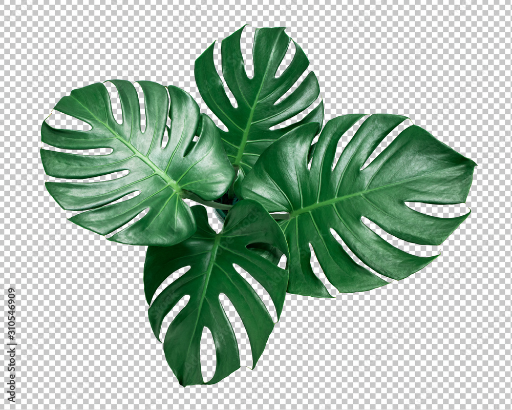 Green Monstera leaf on isolated transparency background.Tropical leaves  object top view.clipping path Stock Photo | Adobe Stock
