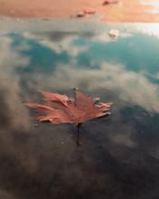 Dry Leaf Falling Into Water And Sky Flare