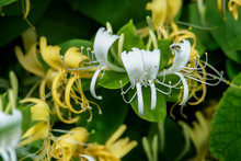 Yellow And White Wild Honeysuckle Flowers, Close-Up