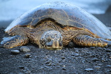 Close Up View Of Sleeping Sea Turtle