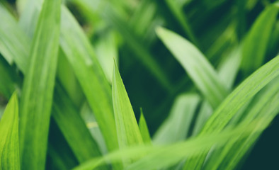 Pandan leaf plant growing on the Pandan trees garden for natural herbs ingredient plant in Asian