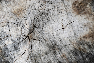 View of weathered sawed pine trunk