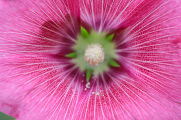 closeup of pink flower beautiful for love weddings