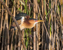 Least Bittern Hiding Among The Reeds At Anahuac National Wildlife Refuge