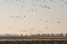 Massive Flock Of Snow Geese Flying And Landing In Rice Fields 