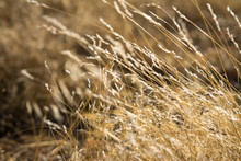 Wild Dry Grasses Waving In The Wind.