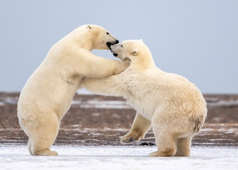 Wall Mural - Polar Bear Cubs Playing, Kaktovik, Alaska, USA