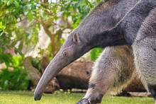 Anteater Walking In Nature. The Scientific Name Of The Animal Is Vermilingua