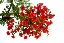 Red Flame Tree Or Royal Poinciana Tree Flower Isolated On White Background