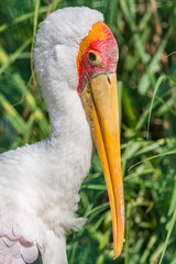 Wall Mural - portrait of a painted stork bird