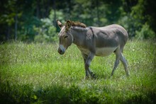 Closeup Shot Of A Cute Innocent Donkey Walking On The Grass With Blurred Background