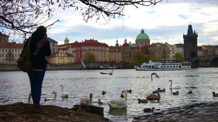 Wall Mural - Girl playing with swans in Prague.