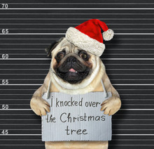 The Dog In A Red Santa Claus Hat With A Poster On His Neck That Says I Knocked Over The Christmas Tree Is In A Prison. Black Lineup Background.