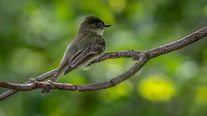 Canvas Print - Easter Phoebe