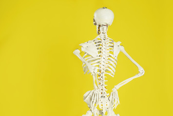 artificial human skeleton model on yellow background, back view. space for text