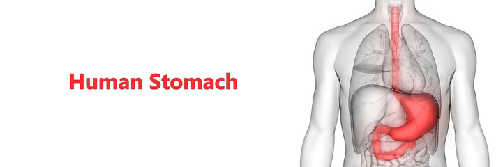 Human Digestive System Stomach Anatomy