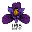 Beautiful illustration of iris in graphic style