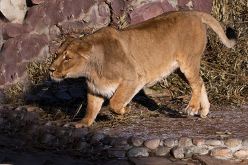 Wall Mural - sneaking.  peppy powerful yellow lioness is walking.