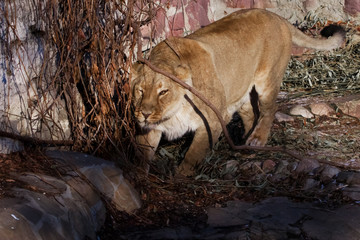 Wall Mural - sneaking.  peppy powerful yellow lioness is walking.