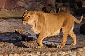 Wall Mural -  peppy powerful yellow lioness is walking.