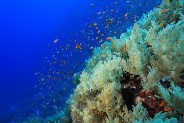 Wall Mural - Beautiful coral reef and fish