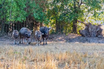 4 buffalo grazing on the rice field in roi et, thailand