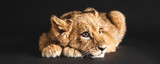 Fototapeta Zwierzęta - adorable lion cub lying isolated on black, panoramic shot