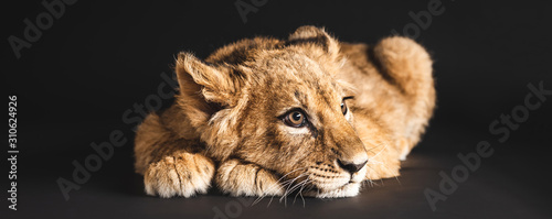 Fotomural adorable lion cub lying isolated on black, panoramic shot