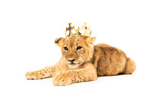 Cute Lion Cub In Golden Crown Isolated On White