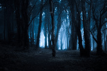 Spooky Misty Foggy Dark Forest At Night