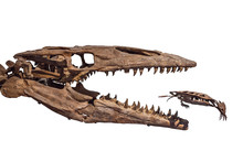 Old Dinosaur Skeleton Isolated On White. Tyrannosaurus Rex Skeleton