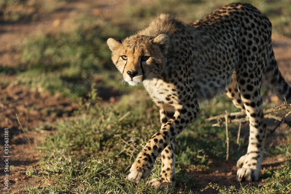cheetah in savannah in kenya