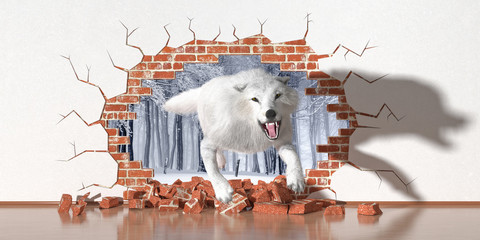 Wall Mural - wolf jumping out of a fault in the wall